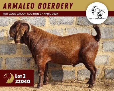 1X KALAHARI RED FLOCK ON TEATS 11-223 BUCK ARMALEO BOERDERY