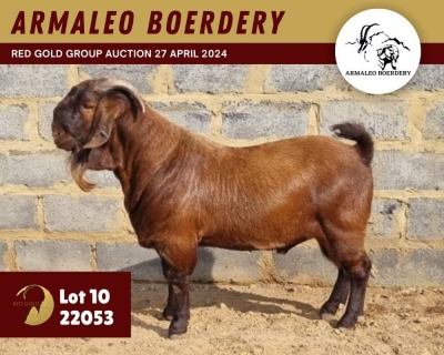 WITHDRAWN - 1X KALAHARI RED BUCK ARMALEO BOERDERY