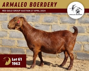 1X KALAHARI RED STUD 11-079 DOE ARMALEO BOERDERY