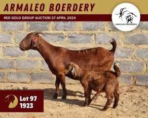 1X KALAHARI RED FLOCK 11-286 DOE ARMALEO BOERDERY