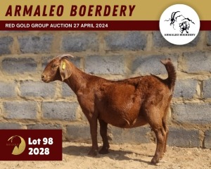 1X KALAHARI RED FLOCK 11-287 DOE ARMALEO BOERDERY