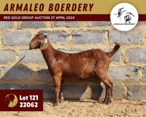 1X KALAHARI RED FLOCK 11-281 DOE ARMALEO BOERDERY