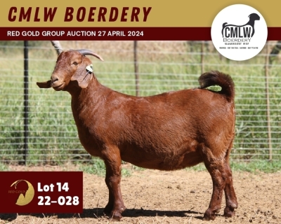 1X KALAHARI RED PREGNANT STUD 11-081 DOE CMLW BOERDERY