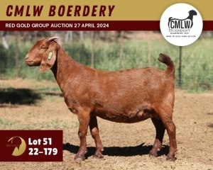 1X KALAHARI RED PREGNANT STUD 11-082 DOE CMLW BOERDERY