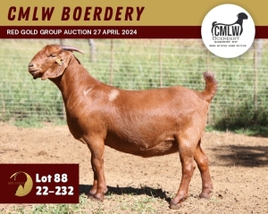 WITHDRAWN - 1X KALAHARI RED DOE CMLW BOERDERY