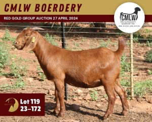 1X KALAHARI RED FLOCK 11-288 DOE CMLW BOERDERY