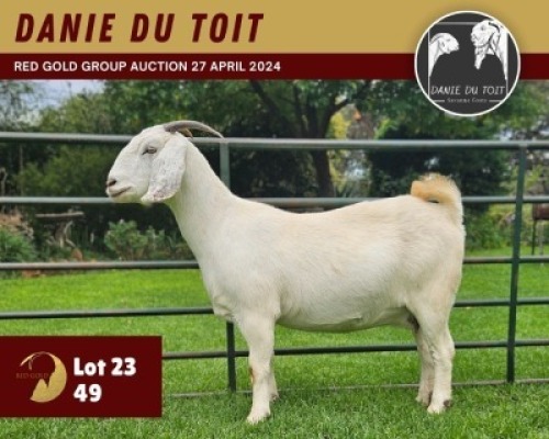 1X SAVANNA GOAT PREGNANT FLOCK 11-296 DOE DANIE DU TOIT SAVANNA STUD