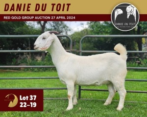 1X SAVANNA GOAT PREGNANT FLOCK 11-300 DOE DANIE DU TOIT SAVANNA STUD