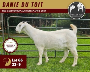 WITHDRAWN - 1X SAVANNA GOAT DOE DANIE DU TOIT SAVANNA STUD