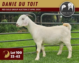 1X SAVANNA GOAT PREGNANT FLOCK 11-293 DOE DANIE DU TOIT SAVANNA STUD