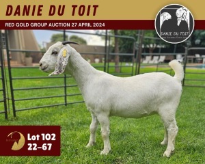 1X SAVANNA GOAT PREGNANT FLOCK 11-299 DOE DANIE DU TOIT SAVANNA STUD