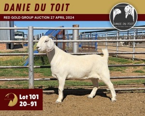 WITHDRAWN - 1X SAVANNA GOAT DOE DANIE DU TOIT SAVANNA STUD