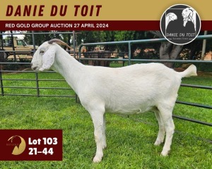 1X SAVANNA GOAT PREGNANT FLOCK 11-297 DOE DANIE DU TOIT SAVANNA STUD