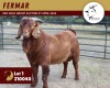 1X KALAHARI RED FLOCK 11-227 BUCK FERMAR KALAHARI REDS STUD