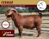 1X KALAHARI RED FLOCK ON TEAT 11-226 BUCK FERMAR KALAHARI REDS STUD