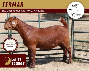 1X KALAHARI RED FLOCK 11-249 DOE FERMAR KALAHARI REDS STUD