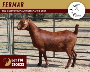 1X KALAHARI RED PREGNANT FLOCK 11-247 DOE FERMAR KALAHARI REDS STUD