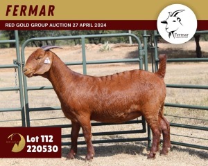 1X KALAHARI RED FLOCK 11-245 DOE FERMAR KALAHARI REDS STUD