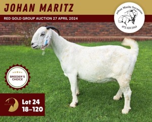 1X SAVANNA GOAT PREGNANT FLOCK 11-273 DOE JOHAN MARITZ SAVANNA STOET