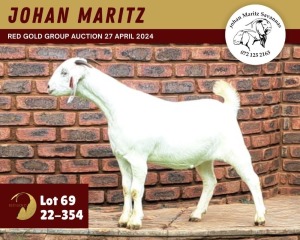 1X SAVANNA GOAT FLOCK 11-271 DOE JOHAN MARITZ SAVANNA STOET