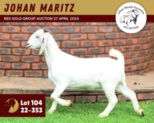 1X SAVANNA GOAT PREGNANT FLOCK 11-269 DOE JOHAN MARITZ SAVANNA STOET