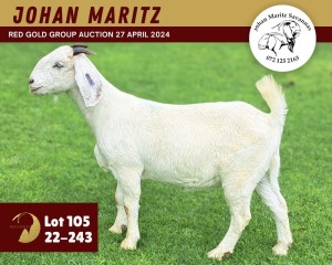 1X SAVANNA GOAT PREGNATN FLOCK 11-264 DOE JOHAN MARITZ SAVANNA STOET