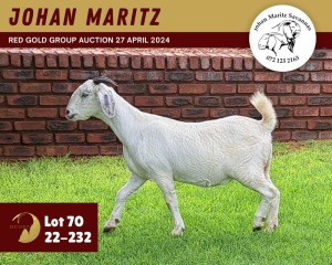 1X SAVANNA GOAT PREGNANT FLOCK 11-272 DOE JOHAN MARITZ SAVANNA STOET