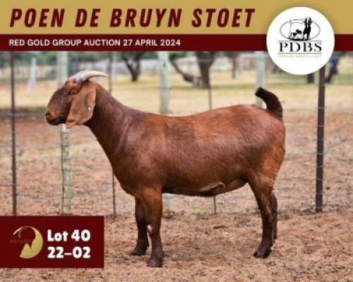 1X KALAHARI RED PREGNANT FLOCK 11-259 DOE POEN DE BRUYN STOET