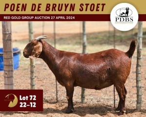 1X KALAHARI RED PREGNANT STUD 11-077 DOE POEN DE BRUYN STOET