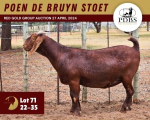 1X KALAHARI RED PREGNANT FLOCK 11-254 DOE POEN DE BRUYN STOET