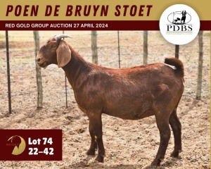 1X KALAHARI RED PREGNANT FLOCK 11-255 DOE POEN DE BRUYN STOET