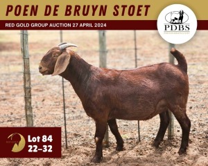 1X KALAHARI RED PREGNANT STUD 11-073 DOE POEN DE BRUYN STOET