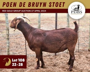 1X KALAHARI RED PREGNANT STUD 11-072 DOE POEN DE BRUYN STOET