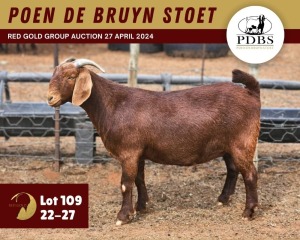 1X KALAHARI RED PREGNANT FLOCK 11-253 DOE POEN DE BRUYN STOET