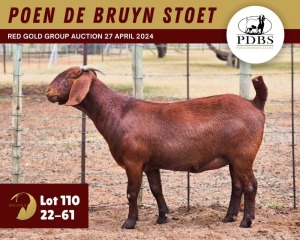 1X KALAHARI RED PREGNANT STUD 11-076 DOE POEN DE BRUYN STOET