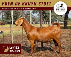 1X KALAHARI RED PREGNANT STUD 11-075 DOE POEN DE BRUYN STOET