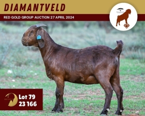 1X KALAHARI RED PREGNANT FLOCK 4-024 DOE DIAMANTVELD KALAHARI RED STUD