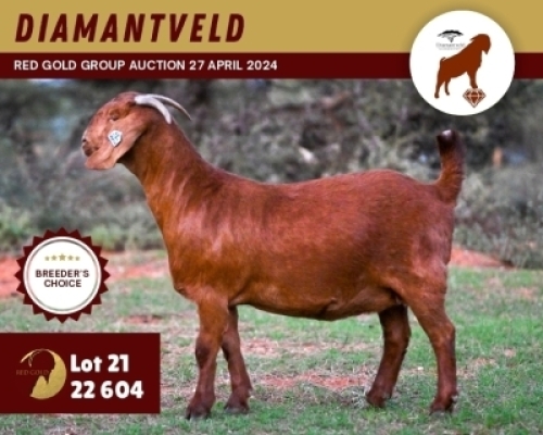 1X KALAHARI RED PREGNANT STUD 11-067 DOE DIAMANTVELD KALAHARI RED STUD