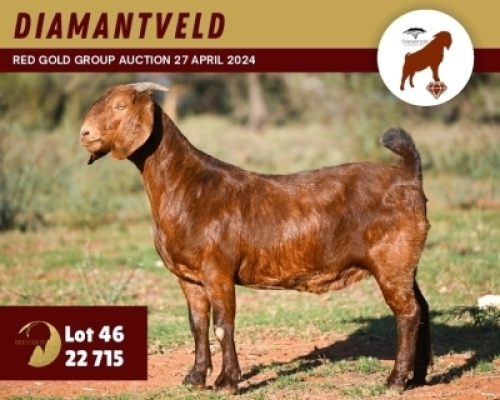 WITHDRAWN - 1X KALAHARI RED DOE DIAMANTVELD KALAHARI RED STUD
