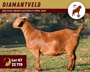 1X KALAHARI RED PREGNANT STUD 11-064 DOE DIAMANTVELD KALAHARI RED STUD