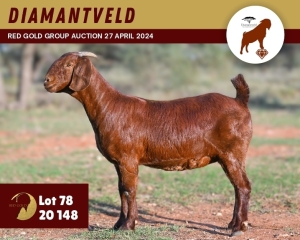 1X KALAHARI RED PREGNANT FLOCK 11-243 DOE DIAMANTVELD KALAHARI RED STUD