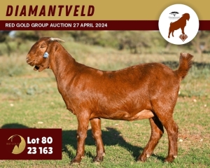 WITHDRAWN - 1X KALAHARI RED DOE DIAMANTVELD KALAHARI RED STUD