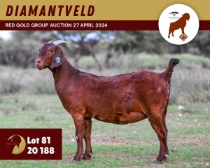 1X KALAHARI RED PREGNANT FLOCK 4-025 DOE DIAMANTVELD KALAHARI RED STUD