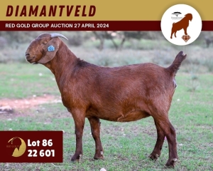 1X KALAHARI RED PREGNANT FLOCK 11-242 DOE DIAMANTVELD KALAHARI RED STUD