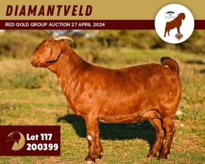 1X KALAHARI RED PREGNANT FLOCK 11-237 DOE DIAMANTVELD KALAHARI RED STUD