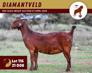 1X KALAHARI RED PREGNANT STUD 11-065 DOE DIAMANTVELD KALAHARI RED STUD