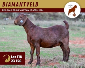 1X KALAHARI RED PREGNANT FLOCK 4-027 DOE DIAMANTVELD KALAHARI RED STUD