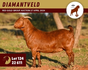 1X KALAHARI RED PREGNANT STUD 11-066 DOE DIAMANTVELD KALAHARI RED STUD