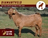 1X KALAHARI RED FLOCK 4-002 BUCK DIAMANTVELD KALAHARI RED STUD