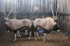 3 X GEMSBOK V/F:3 MBWB1 (PER STUK OM LOT TE NEEM)